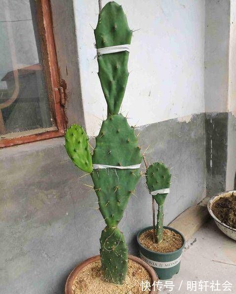 聪明人养这2种盆景,样子不招喜欢,寓意却极好,净化空气效果好