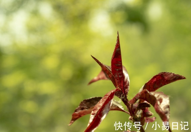 霉运|下周开始霉运尽散, 运势上吉,遇良师益友,事业飞黄腾达的生肖