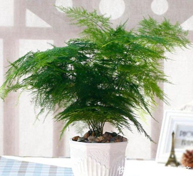 肥料|让黄叶的文竹恢复生机，秋季只需做四步，让它根系满盆冒新芽