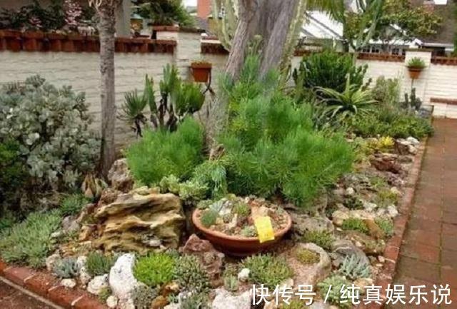 70老头闲来无事,养了百盆多肉摆院里,一盆售价50,别人抢着买!