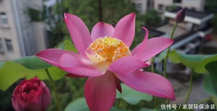 家养几款植物,养在阳台,轻松开出花海,绚烂多彩