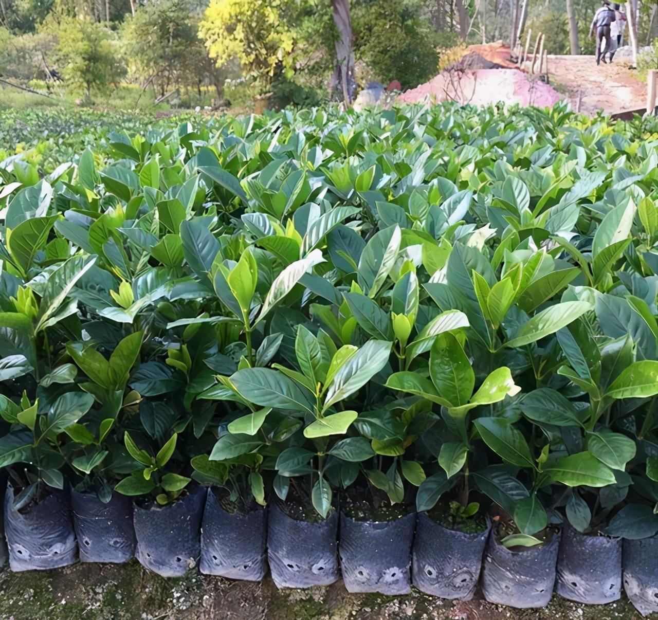 黄叶|5种“漂亮花”,夏天“使劲浇”,缺水就黄叶,不是勤快人,别养