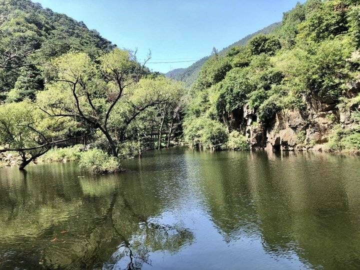 银杏树|游记｜游玉泉禅寺