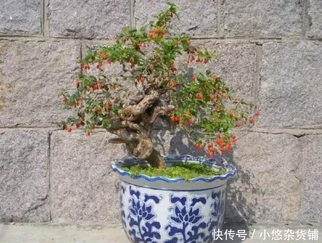 这3种花，适合老人养，好处多还能帮健康大忙！