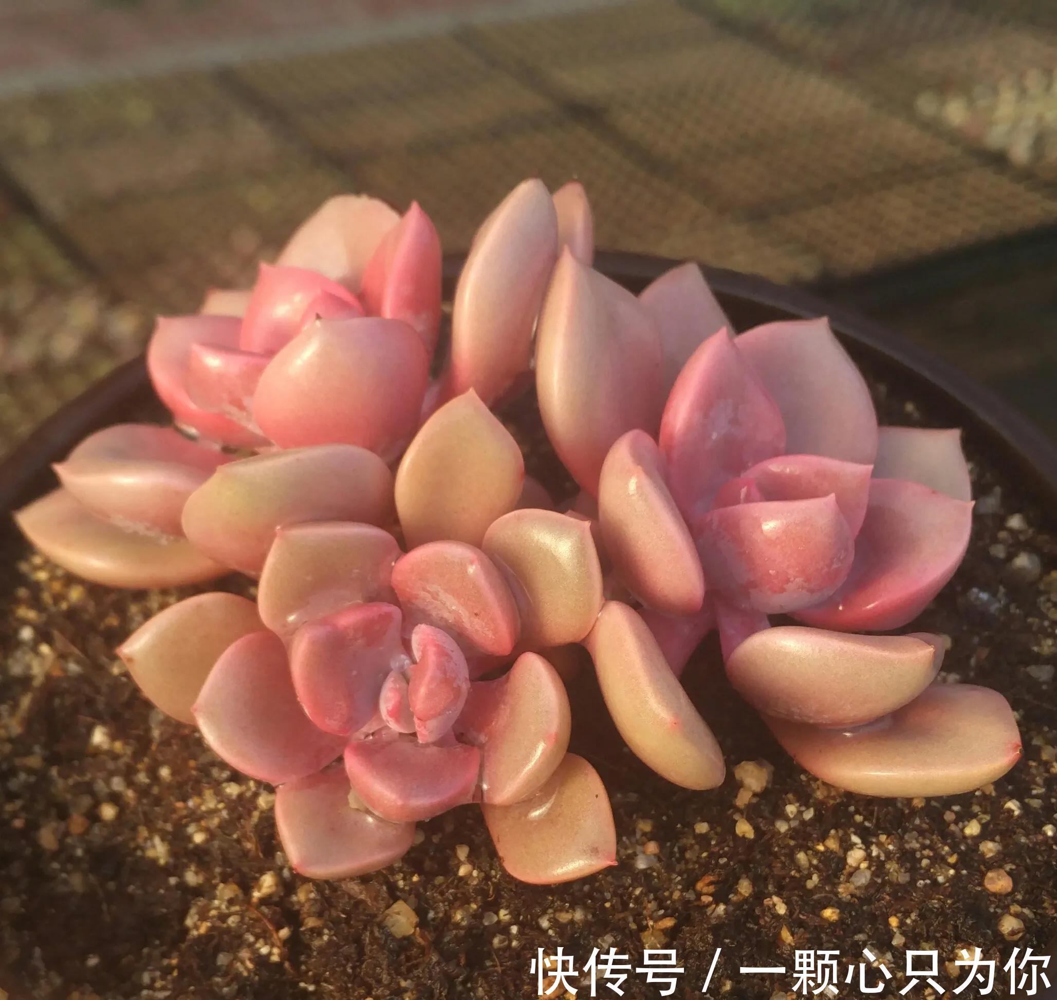 养多肉选黛比，全年保持紫红色，秋季繁殖很轻松，一盆变多盆