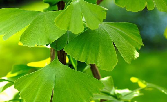 庭院3种观赏树，院子种一棵，四季美如画