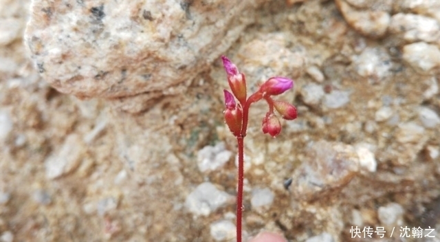 破坏|山里一种个头很小的野生物,不论谁遇见,都别破坏它,有价值