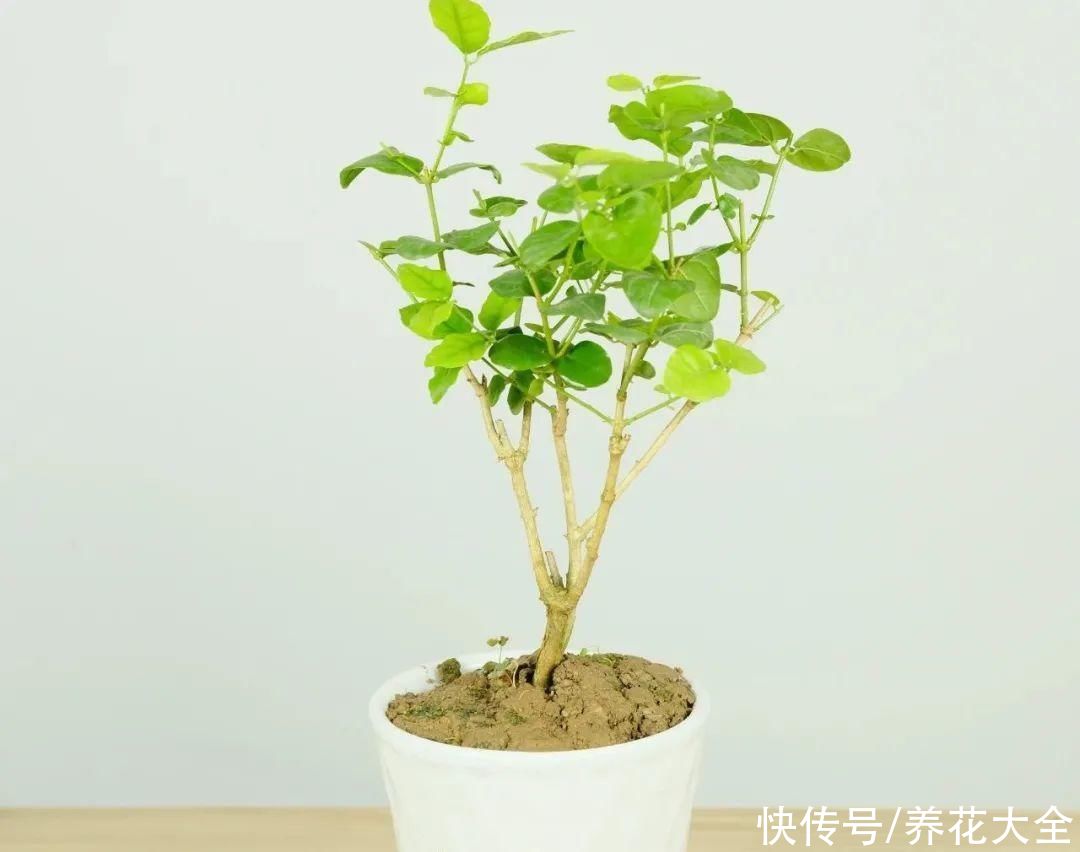 月季|8种花，现在快施肥，秋天开出满树花