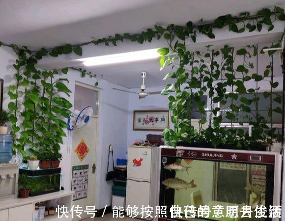 矿泉水瓶|绿萝最爱喝的5种水,喝完长得贼快,叶子像刷了“绿油漆”