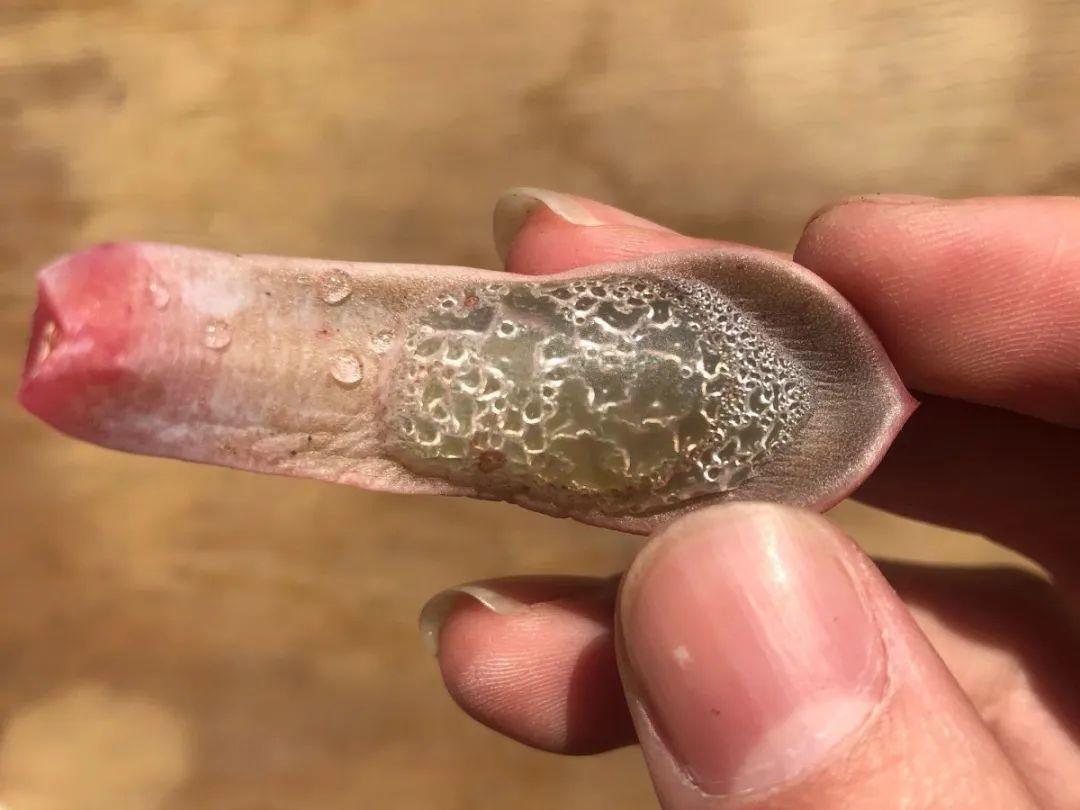 花叶子噗噗冒水珠,恭喜你,把花养灵了!