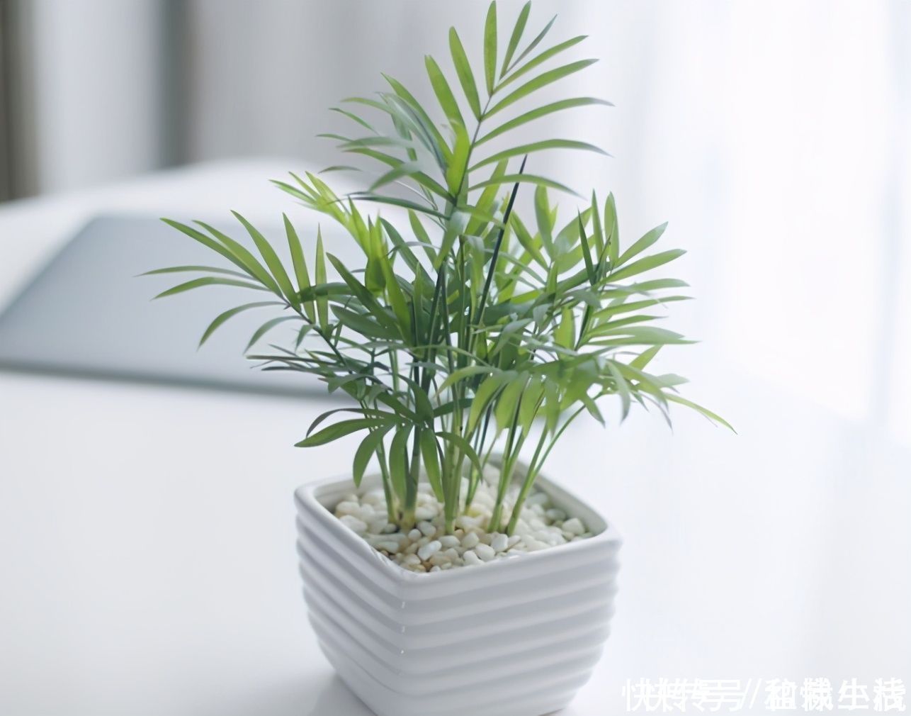 室内不知道养啥花卉?10种耐阴花,供你随意挑选