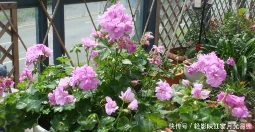 盆栽|养花就选这种，呼呼开花停不下，阳台轻松变花海，可美了！
