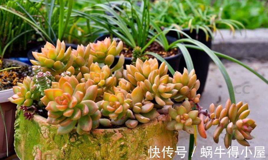 盘点6种适合秋天养的多肉,颜值高好养护,越晒越漂亮,值得拥有