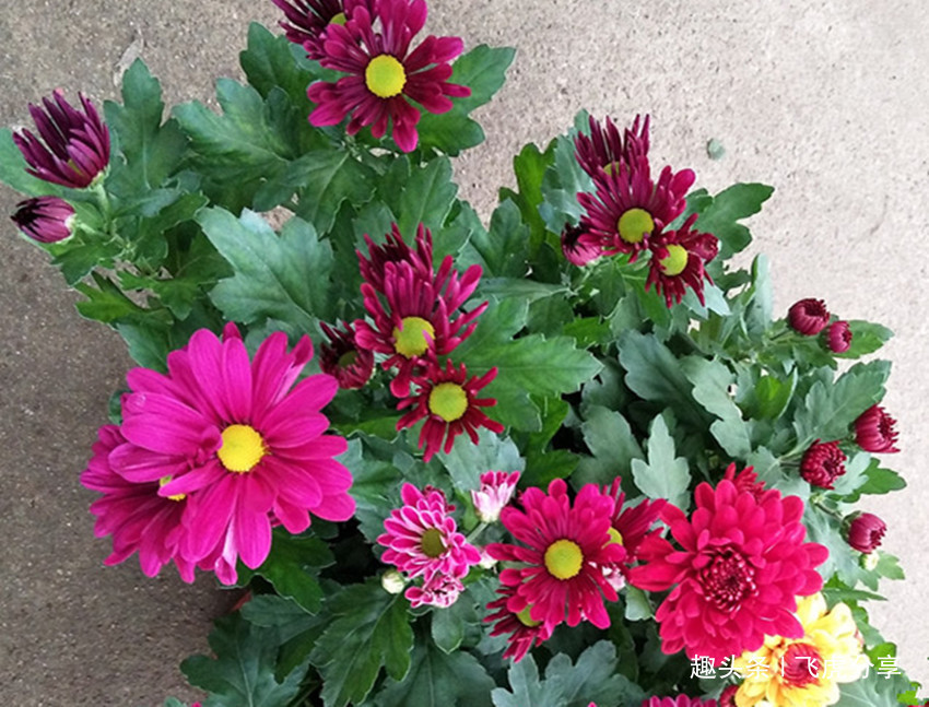 十种最适合新手养的花,怎么折腾都好养,总有一款适合你