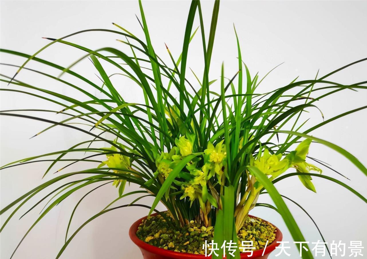 兰花界的“奇花之王”,翩翩起舞似蝴蝶,花苞大开花香,值得种植