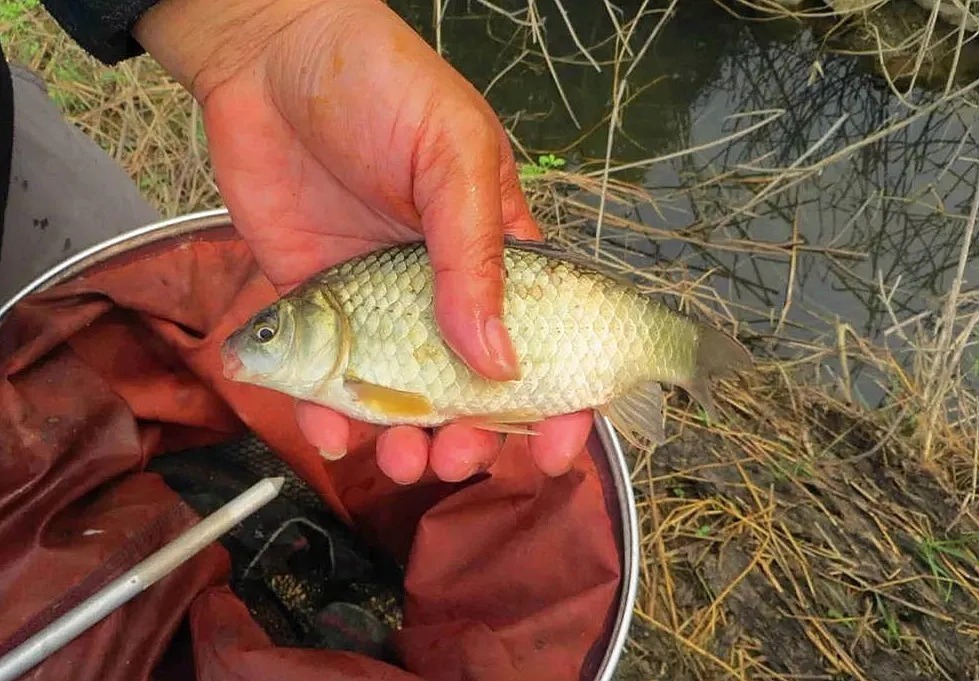开散炮|冬季垂钓最管用的三种方法,多窝钓不是最佳,最后一个却经常爆护