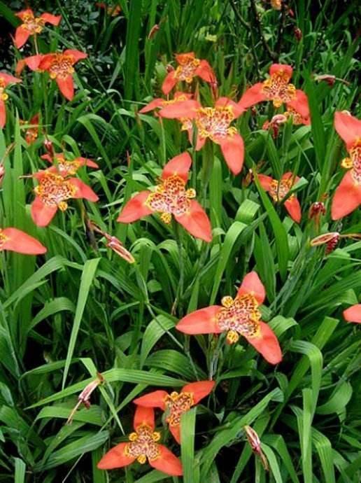 花瓣|这种兰花有特色，花瓣身披“虎皮纹”，观赏价值高适合室内欣赏