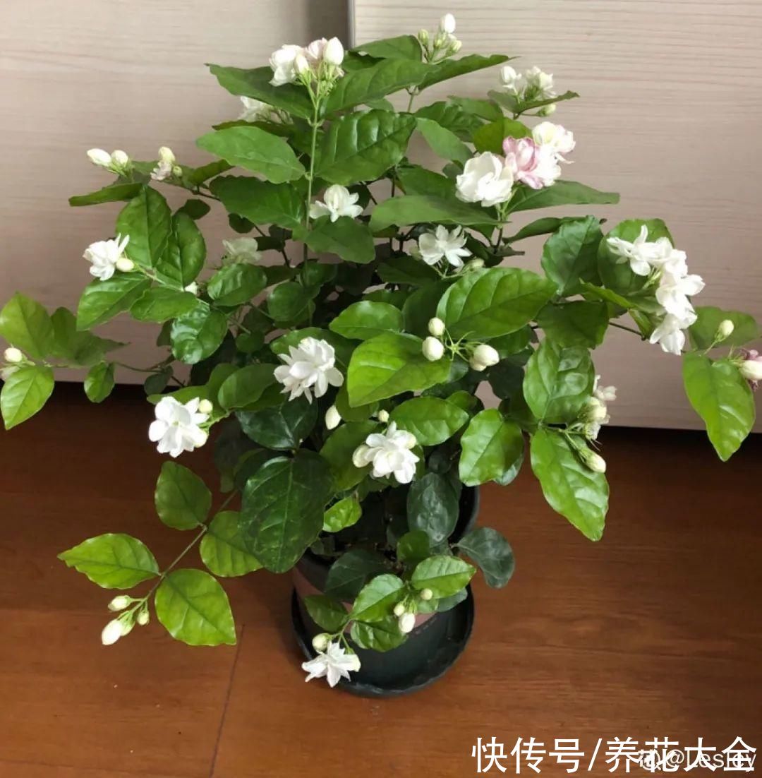 入夏前，10种花要赶紧施肥，不然以后没花看