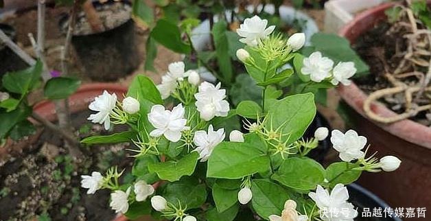 以自己去|野外捡点“这种土”,栀子花茉莉花最喜欢,透气有营养,省钱好用