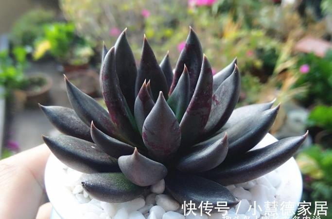 黑夜|多肉古紫颜色黑到没朋友，养好之后又酷又飒，宛若黑夜里的骑士