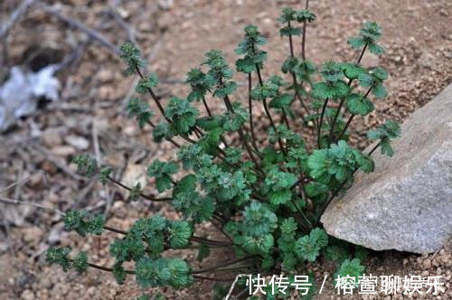 接骨莲|农村一种草,被人当野草,却能治筋骨疼痛,是名贵的“接骨莲”