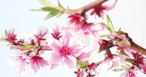 生肖|哪几个生肖，最容易犯“烂桃花”，如何“避”烂桃花呢？