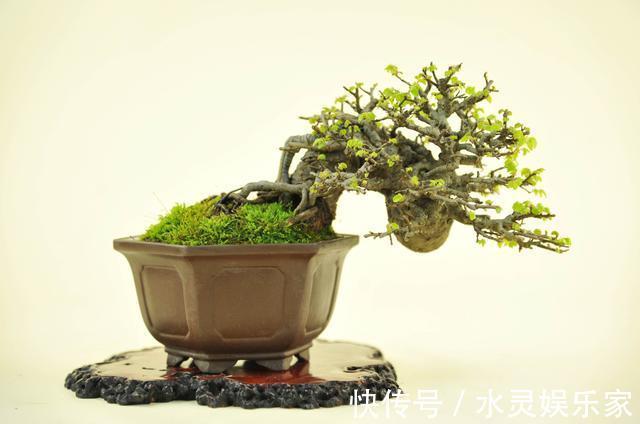 造型|大型盆景不喜欢那就自制微型盆景,放在手上把玩,真好看!