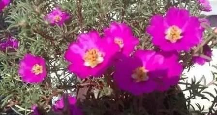 太阳花|这些盆栽花卉是家里最好养的,想养死都难赶紧养一盆