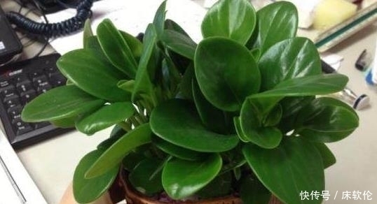 练手|这5种盆栽植物,不浇水反而越长越好,最适合新人练手