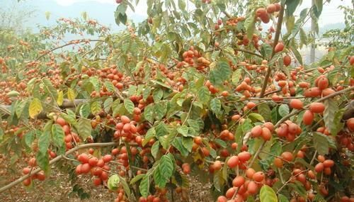  30年前很常见，很多小孩不敢吃，酸甜可口，如今被大量种植