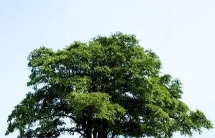 绩优股|塔罗占卜：你最喜欢哪棵树，测出上天把什么好福气赐给了你