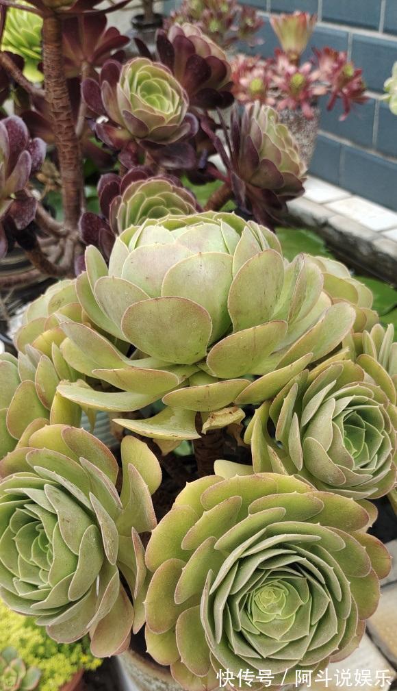 气生根|夏天来了,法师开始落叶了,浇上最后一遍水,度夏更轻松