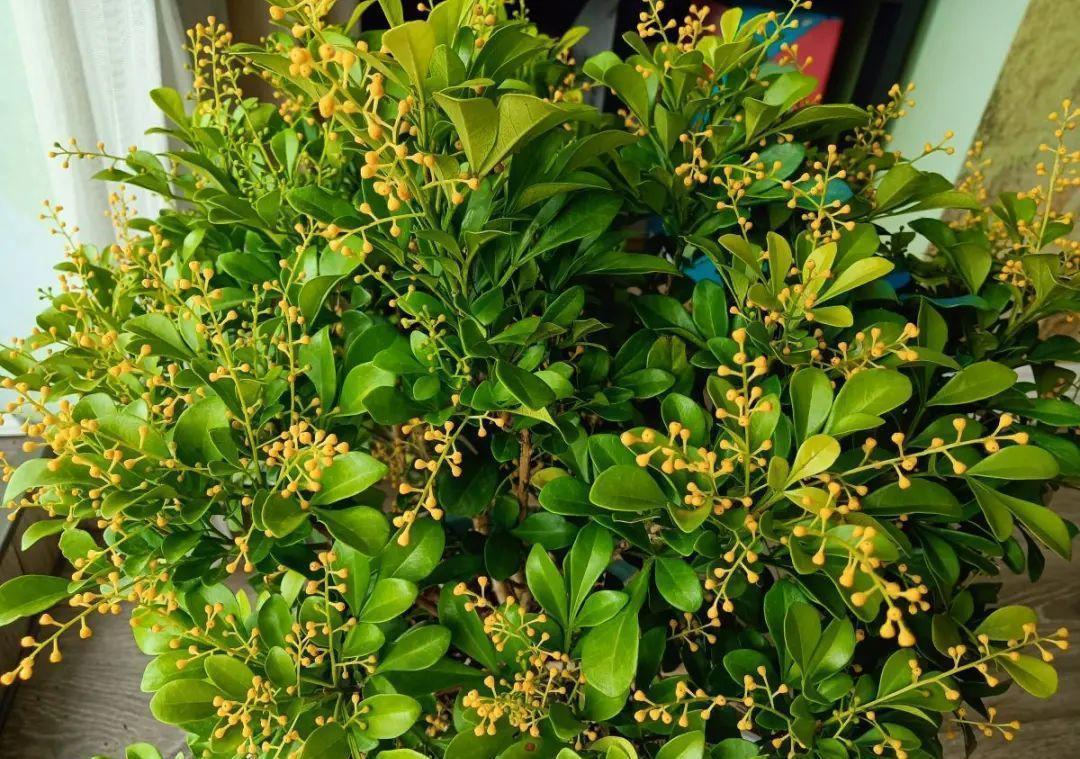 花成了光杆司令,剪一刀撒点药,很快冒新芽