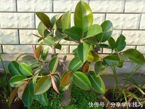 养花盆里加点“它”,橡皮树的小芽、新叶“层出不穷”,长势喜人!