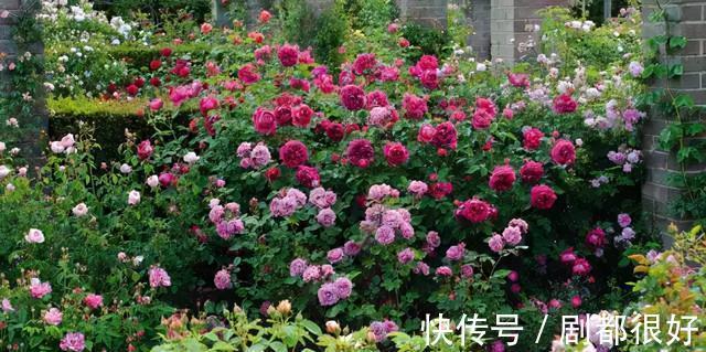 爬藤植物|花开一面墙,花落一路香,一棵爬藤植物的花海