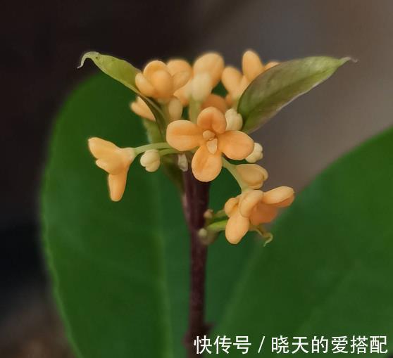桂花|养4种植物堪称“投资”,养得越久,价值翻好几倍