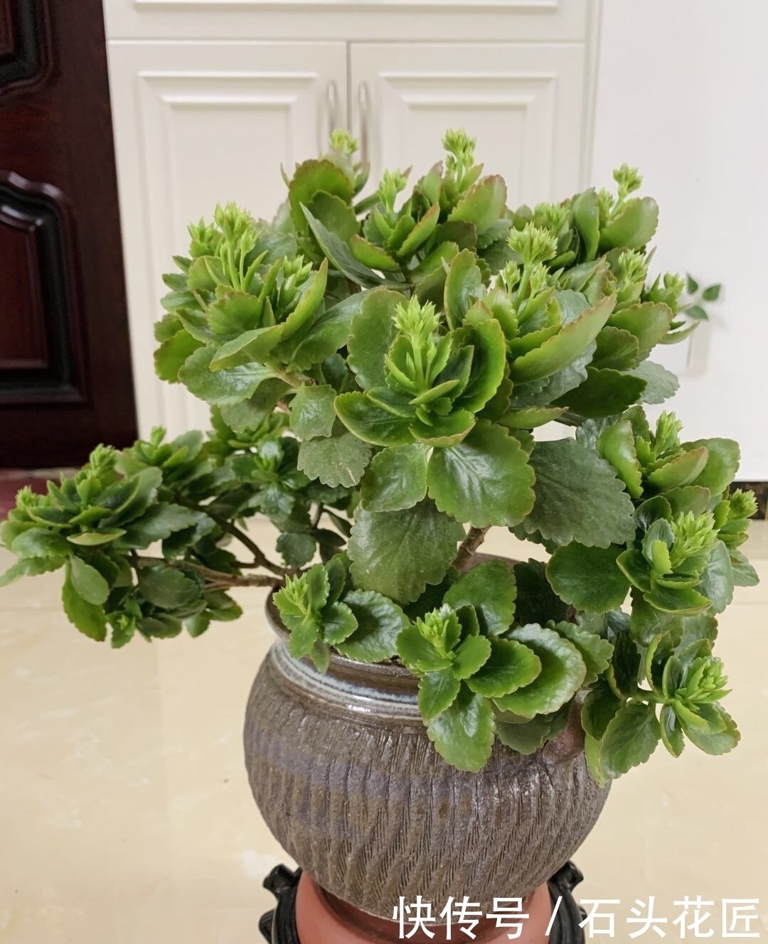 花苞|1盆长寿花长出“25根”花箭,掌握“4个技巧”,你也可以做到