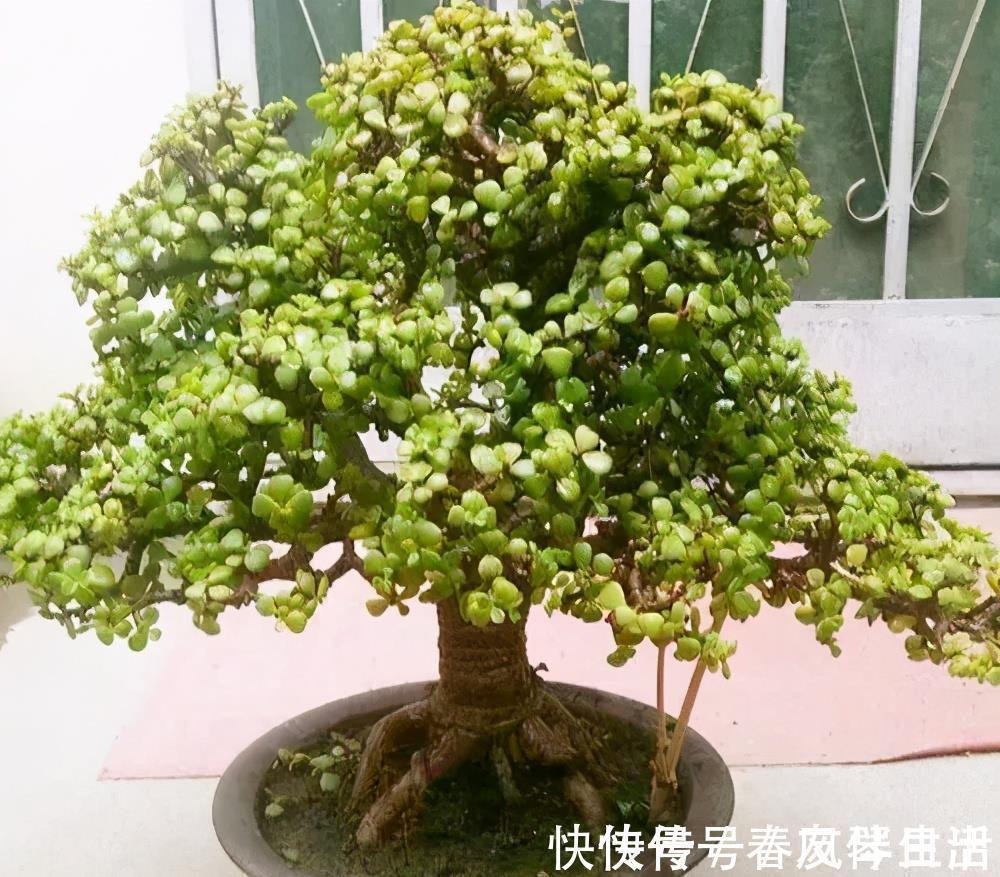 家里养棵树，经常修剪长势好，养成老桩盆景，价格翻几番