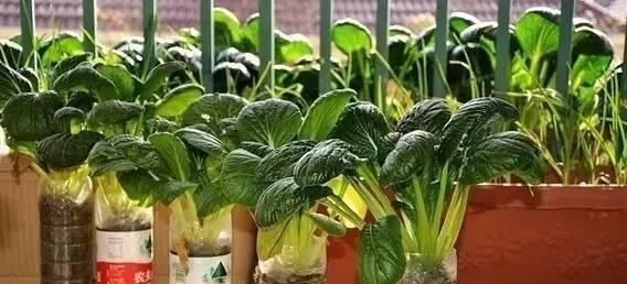 捡30个“空油桶”饮料瓶,这样种菜养花,家里都不用“买菜”了