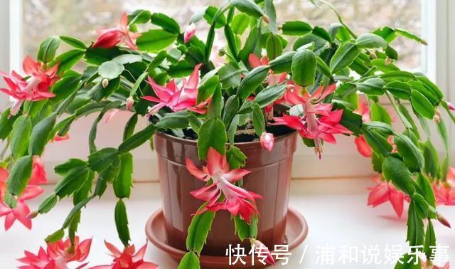 养殖蟹爪兰,做好4点,冬日开花叶子比花多