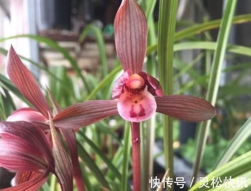 这三种兰花，花旺人更旺，花红浓香，百看不厌，是冬日养兰首选