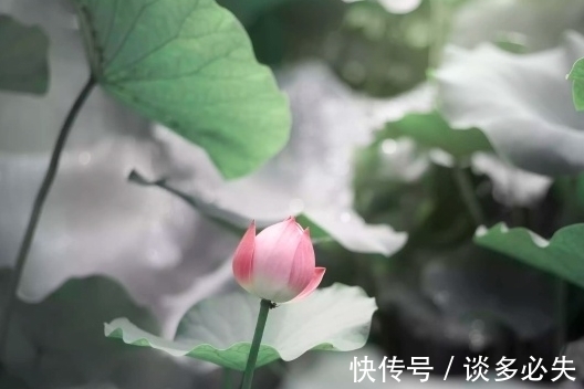 出纳官|10月下旬,吉星近身,4属相桃花旺盛,生活顺心如意,日子红火