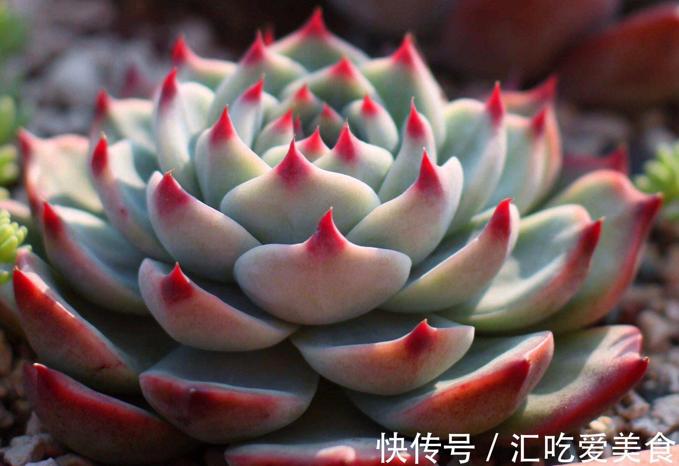 盘点那些既便宜又漂亮的多肉植物