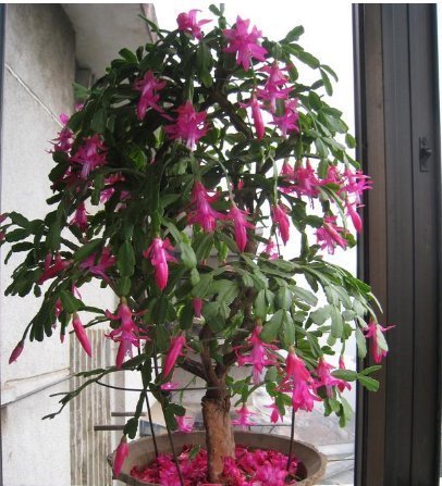 养蟹爪兰,盆中插几根木棒,蹭蹭长到爆,花开不断,开成瀑布