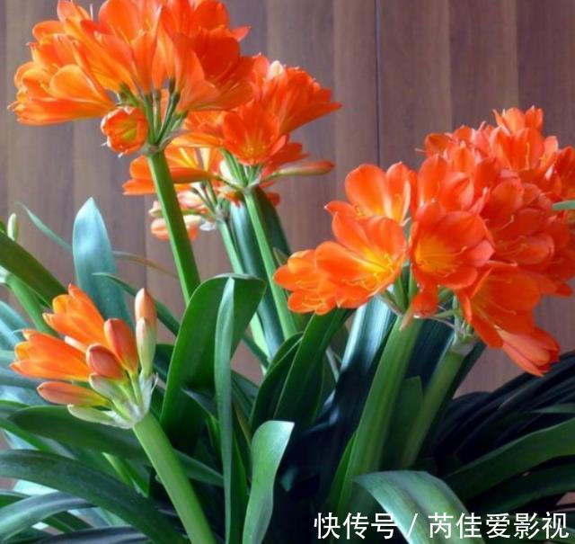 立秋以后，养君子兰满足4个条件，新叶花箭一起长，绽放层叠群花