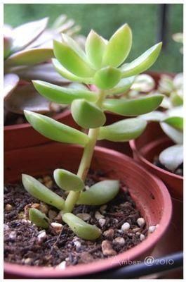 多肉养徒了现在赶紧剪1剪,秋天变成“小胖墩”