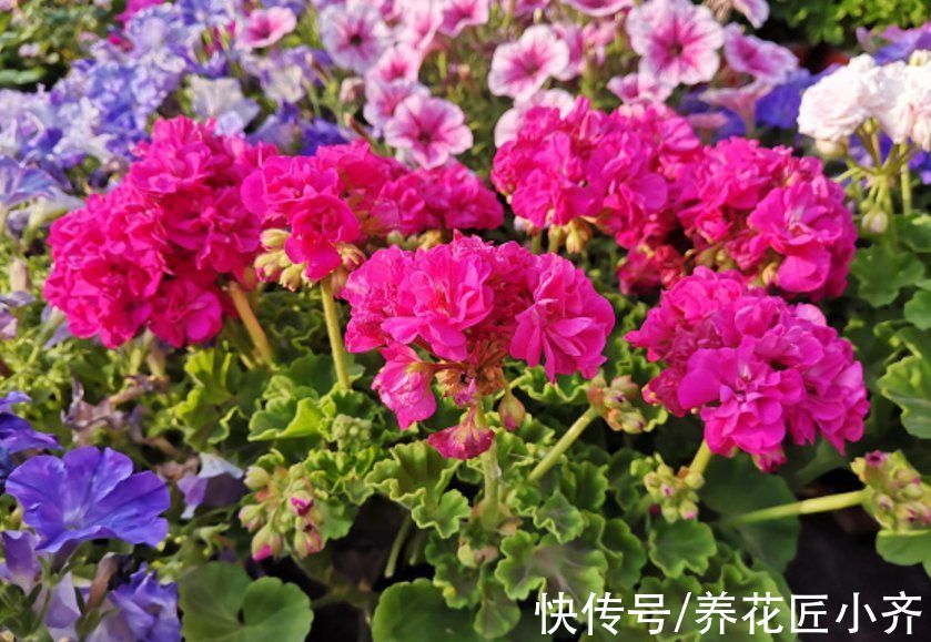 仙人球|7种花“公认”的好养，开花带“仙气”，轻松爆花，新手必备