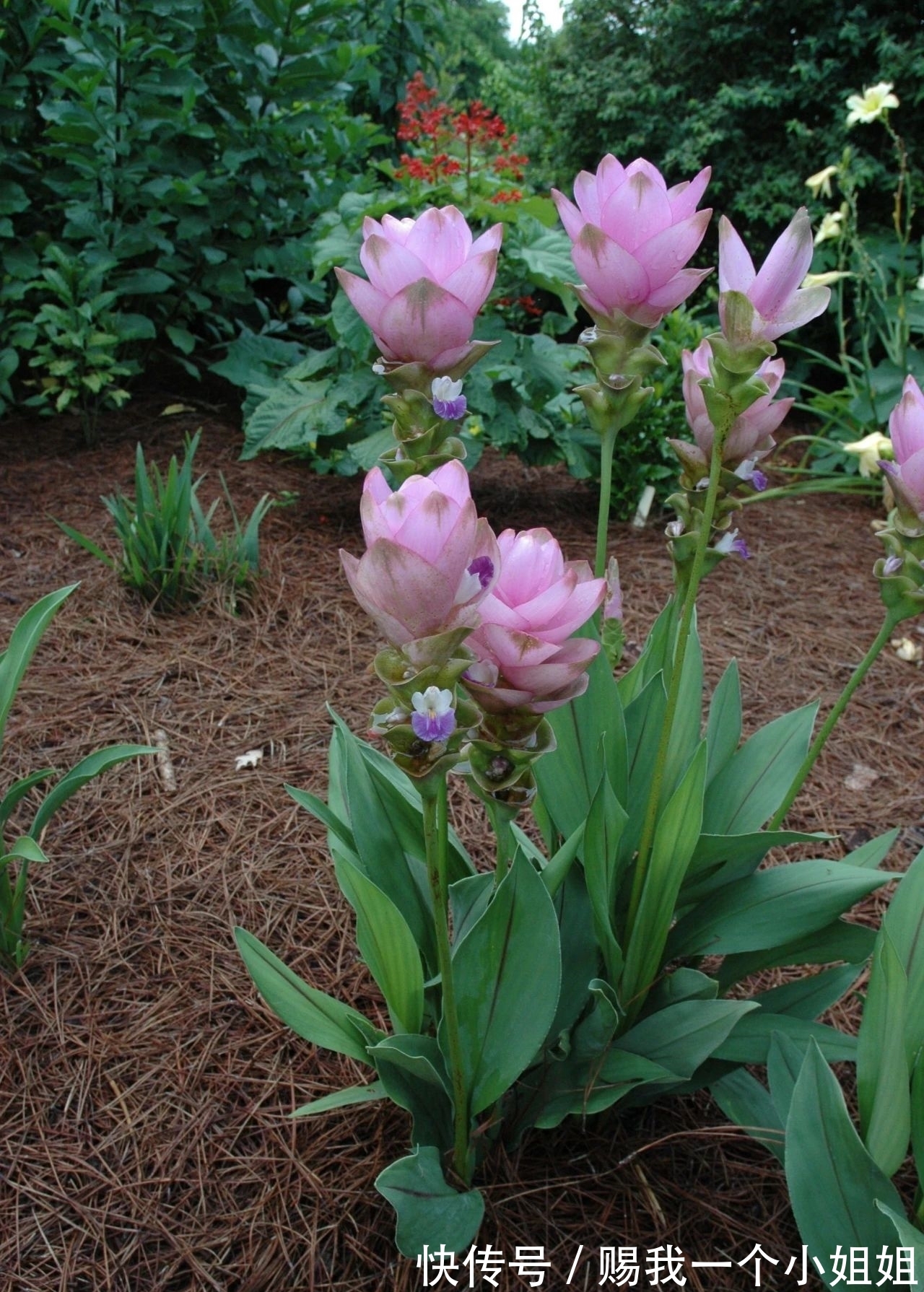 姜荷花|一块“大生姜”,开满粉荷花,家里养一盆,仙气飘飘,开花100天