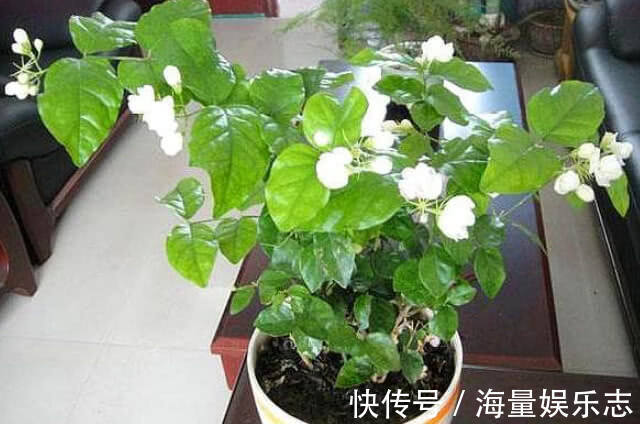 “5种花”最适合女生养，瘦身又美容，赏花还变美，养1盆真值！