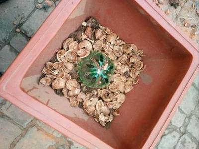 家家都有的4种“生活垃圾”,不发酵垫盆底,都是养花“万能肥”